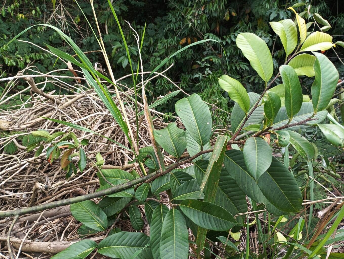 Lecythis lurida bark