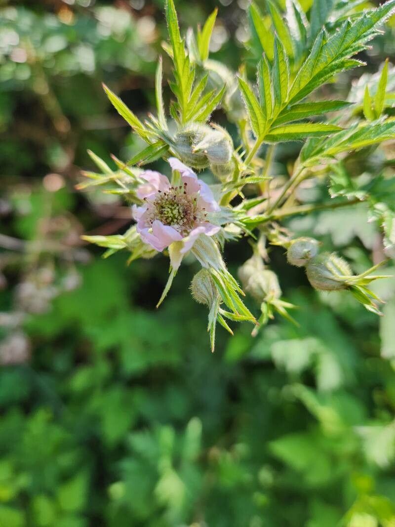 Rubus nemoralis flower