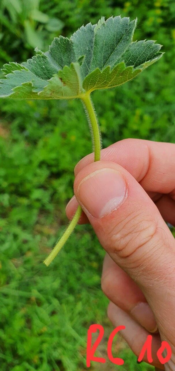 Alchemilla monticola bark