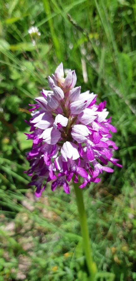 Orchis militaris bark