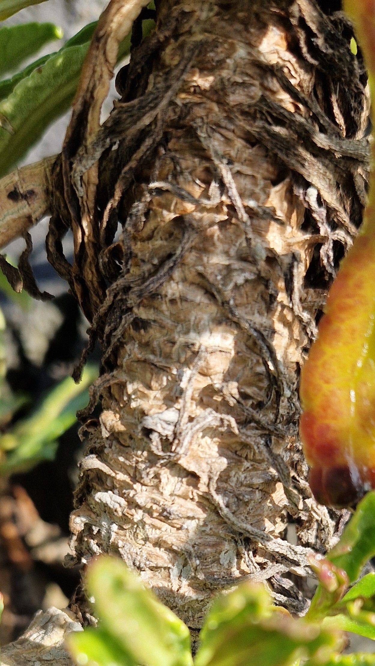 Campanula vidalii bark