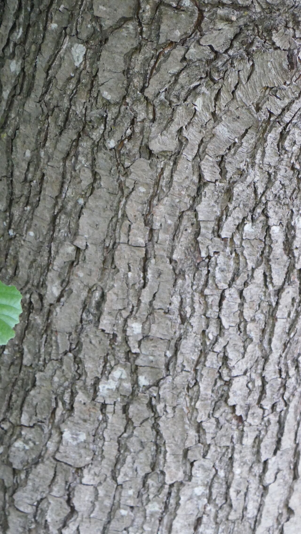Alnus × pubescens bark