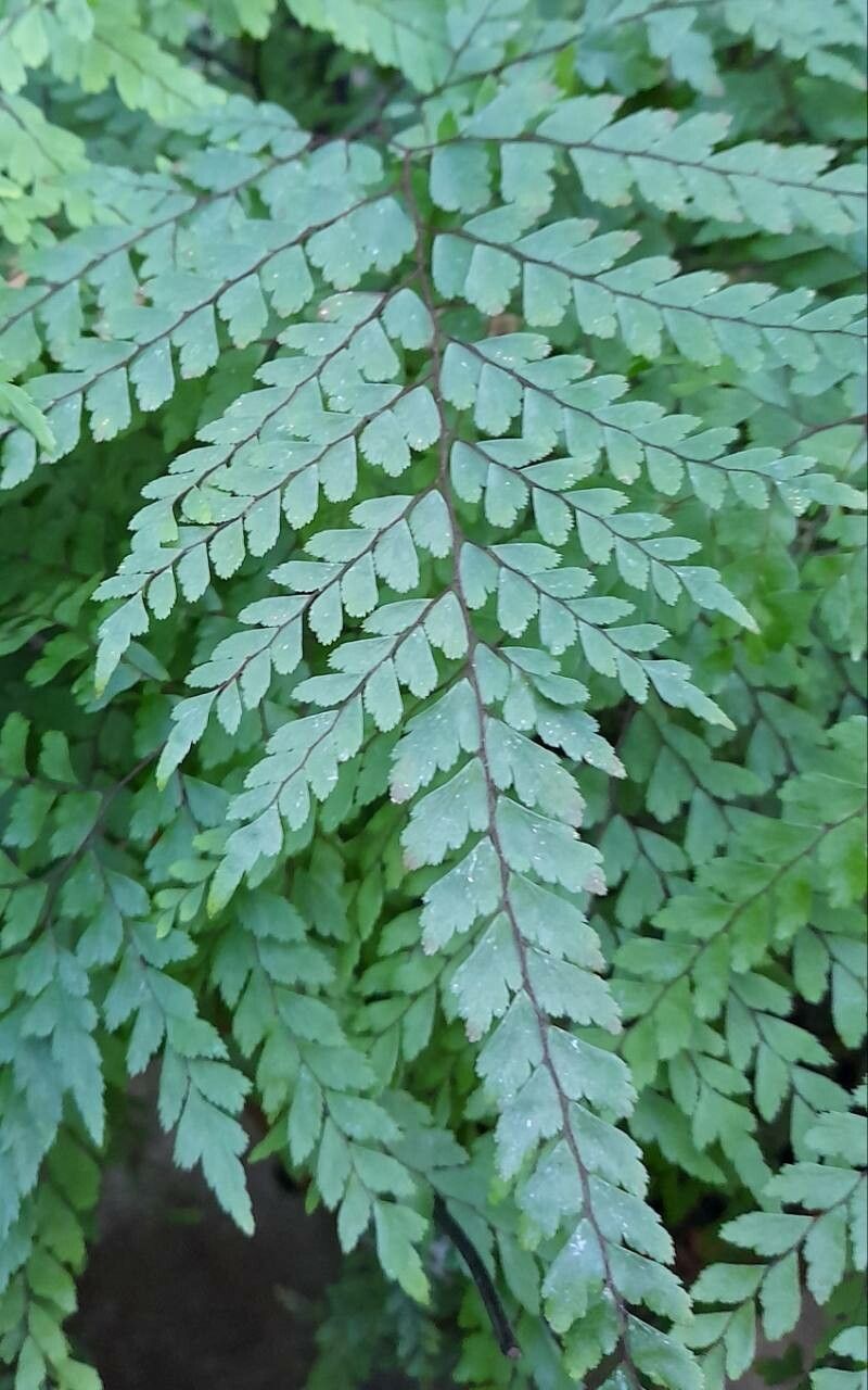 Adiantum formosum — pet friendly houseplant