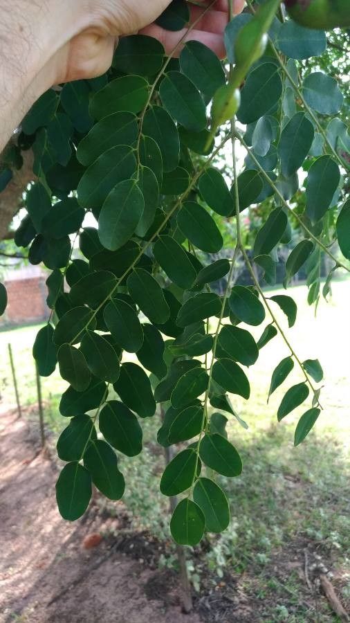 Adenanthera pavonina