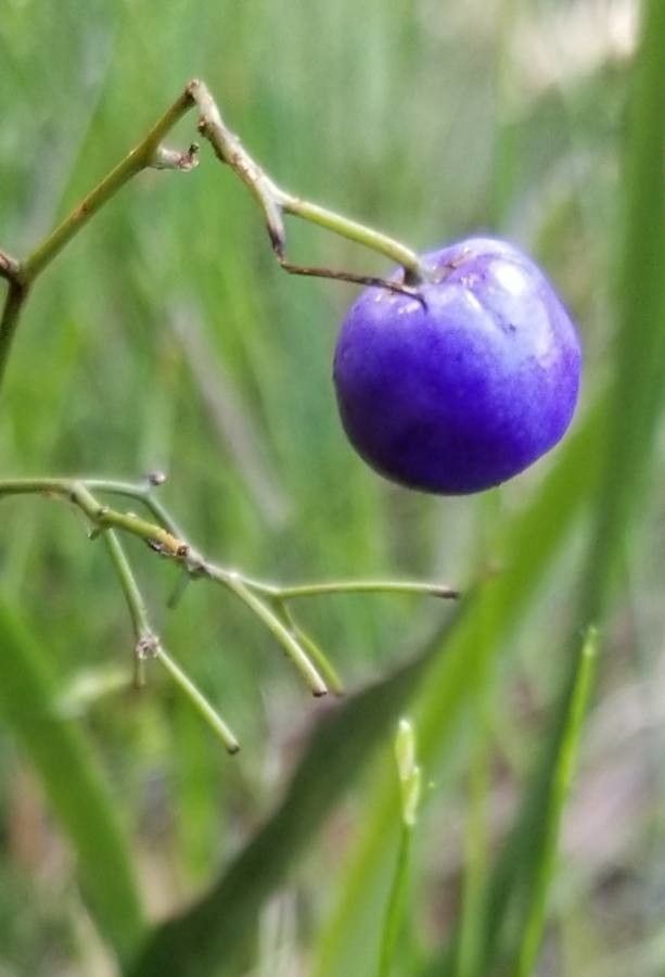 Dianella caerulea fruit