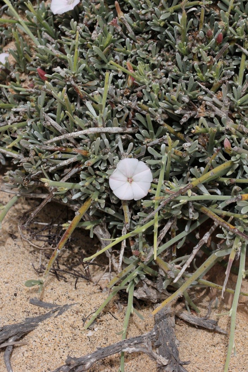 Convolvulus caput-medusae — search result for 'Convolvulus'