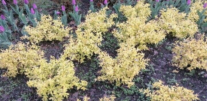 Acacia rigidula leaf