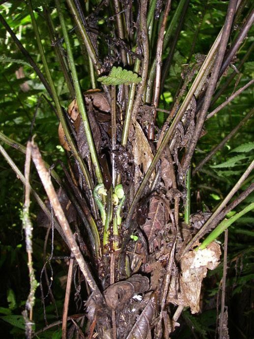 Diplazium striatum bark