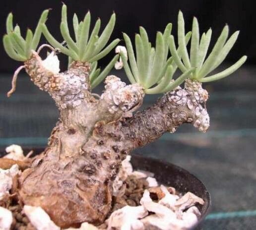 Tylecodon pearsonii habit