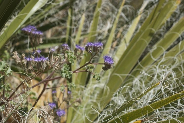 Phacelia pedicellata habit