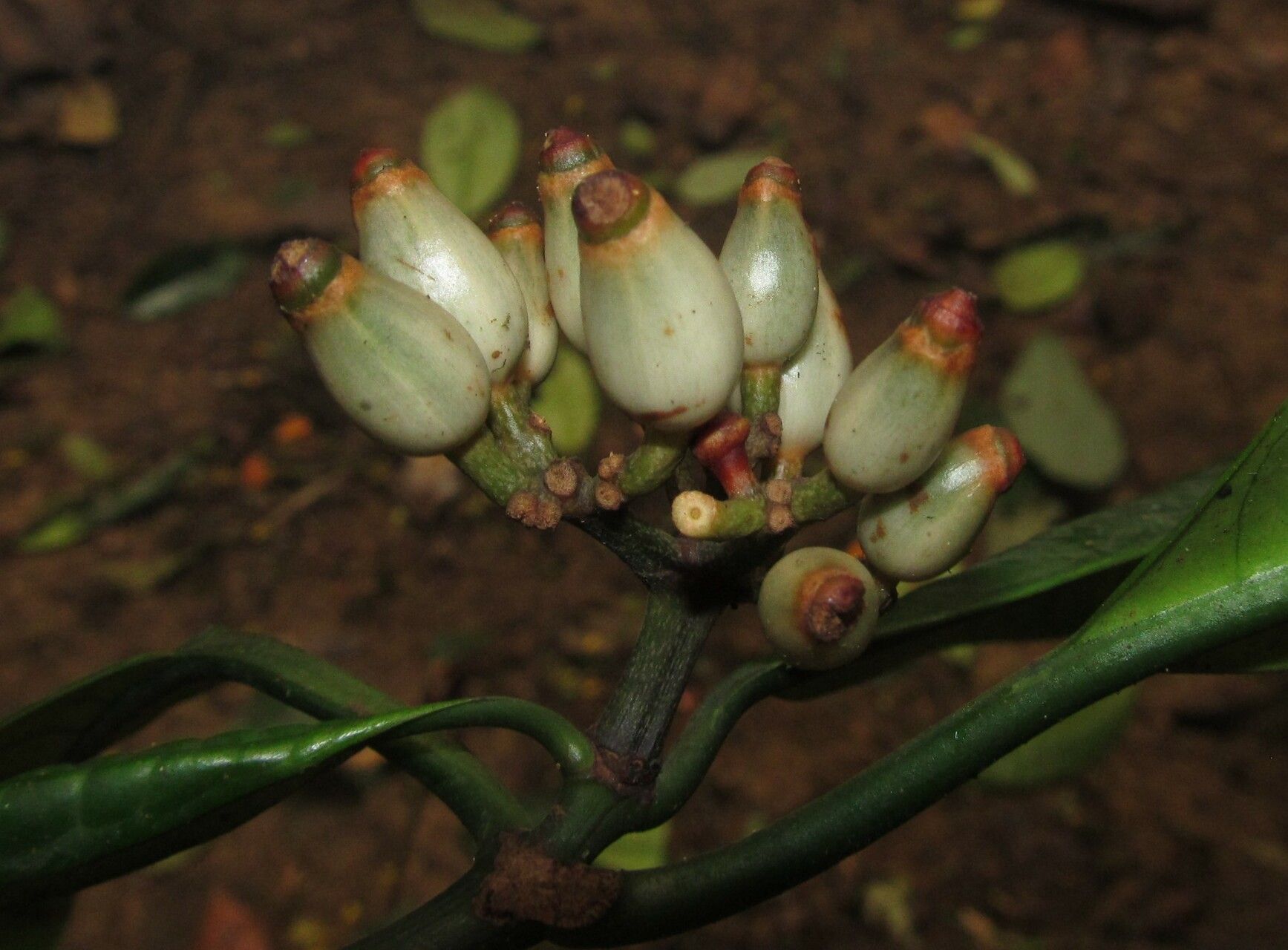Psychotria lehmbachii fruit