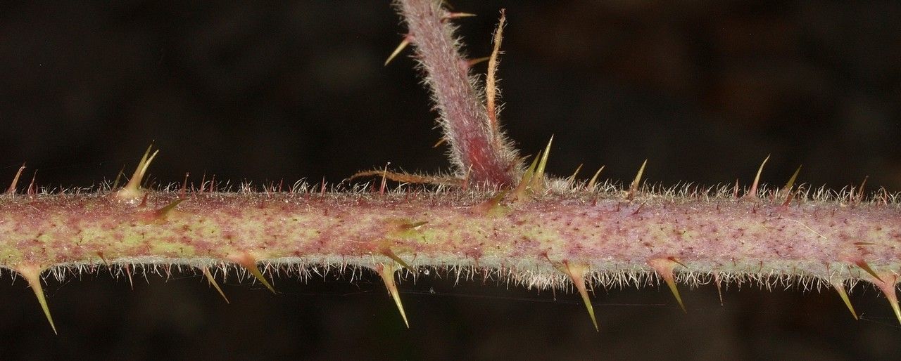 Rubus pallidicaulis bark