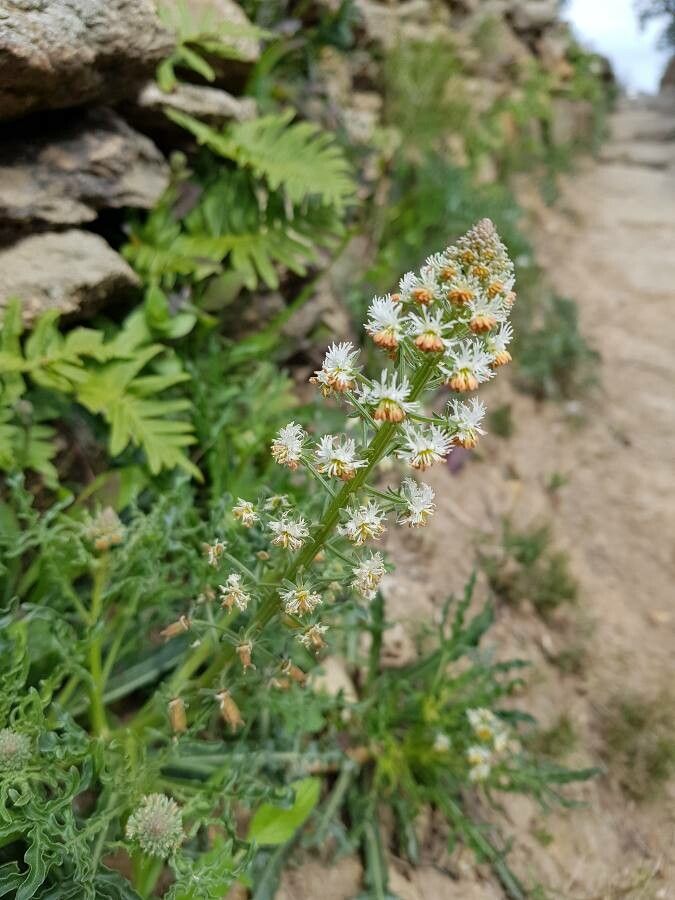 Reseda jacquinii flower