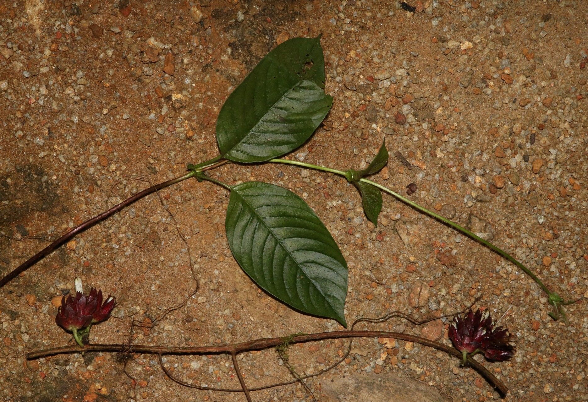 Sabicea pilosa habit