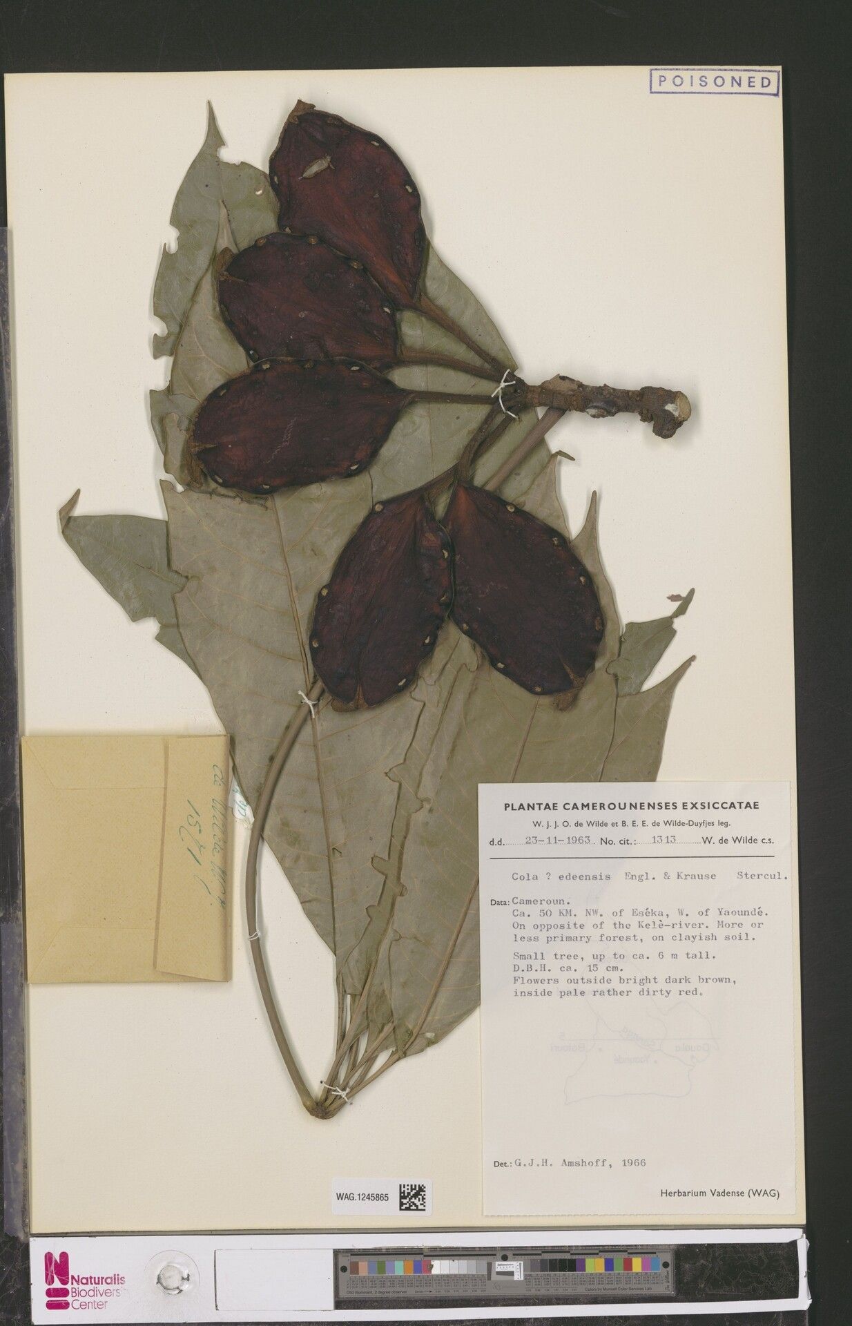 Cola edeensis — houseplant care guide