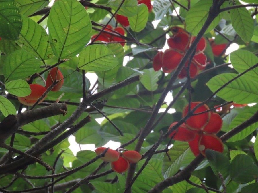 Sterculia parviflora leaf