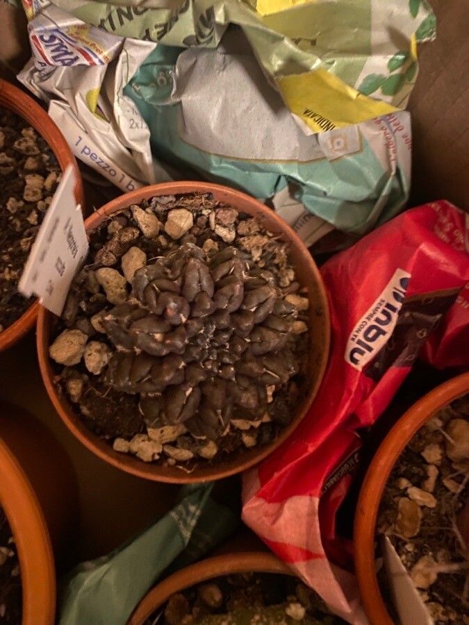 Eriosyce occulta leaf