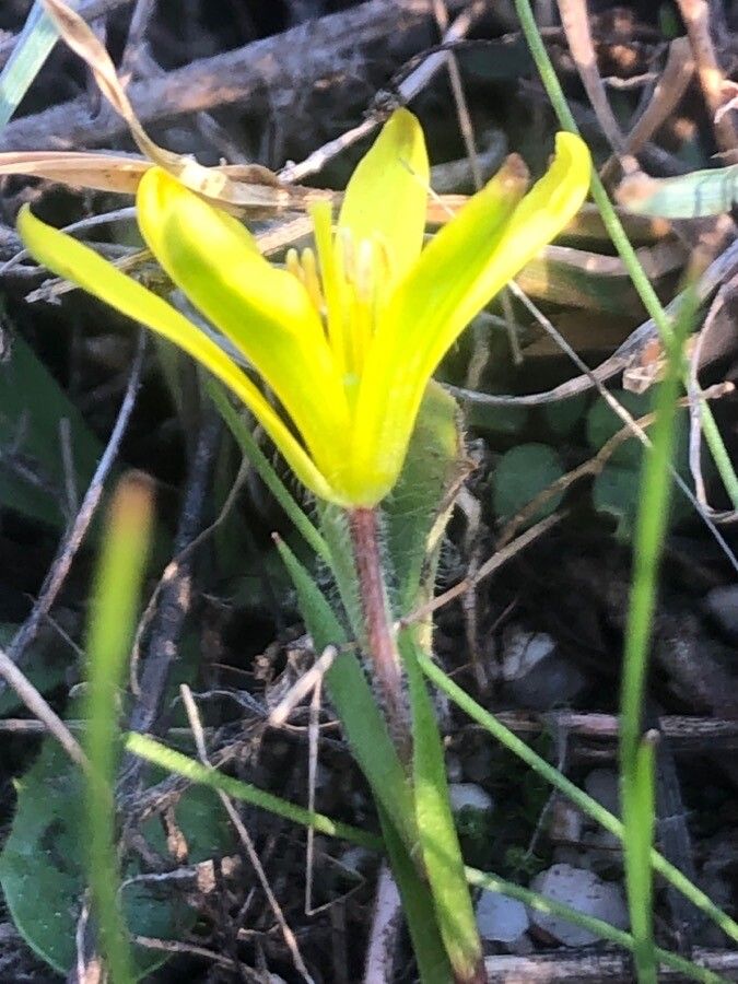 Gagea nevadensis flower