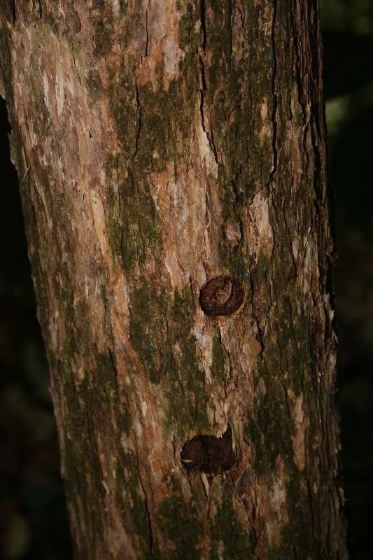 Mouriri collocarpa bark