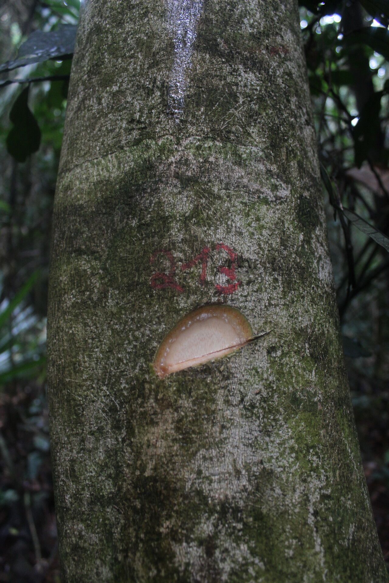 Vepris louisii fruit