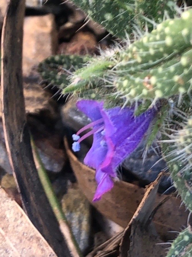 Echium asperrimum flower