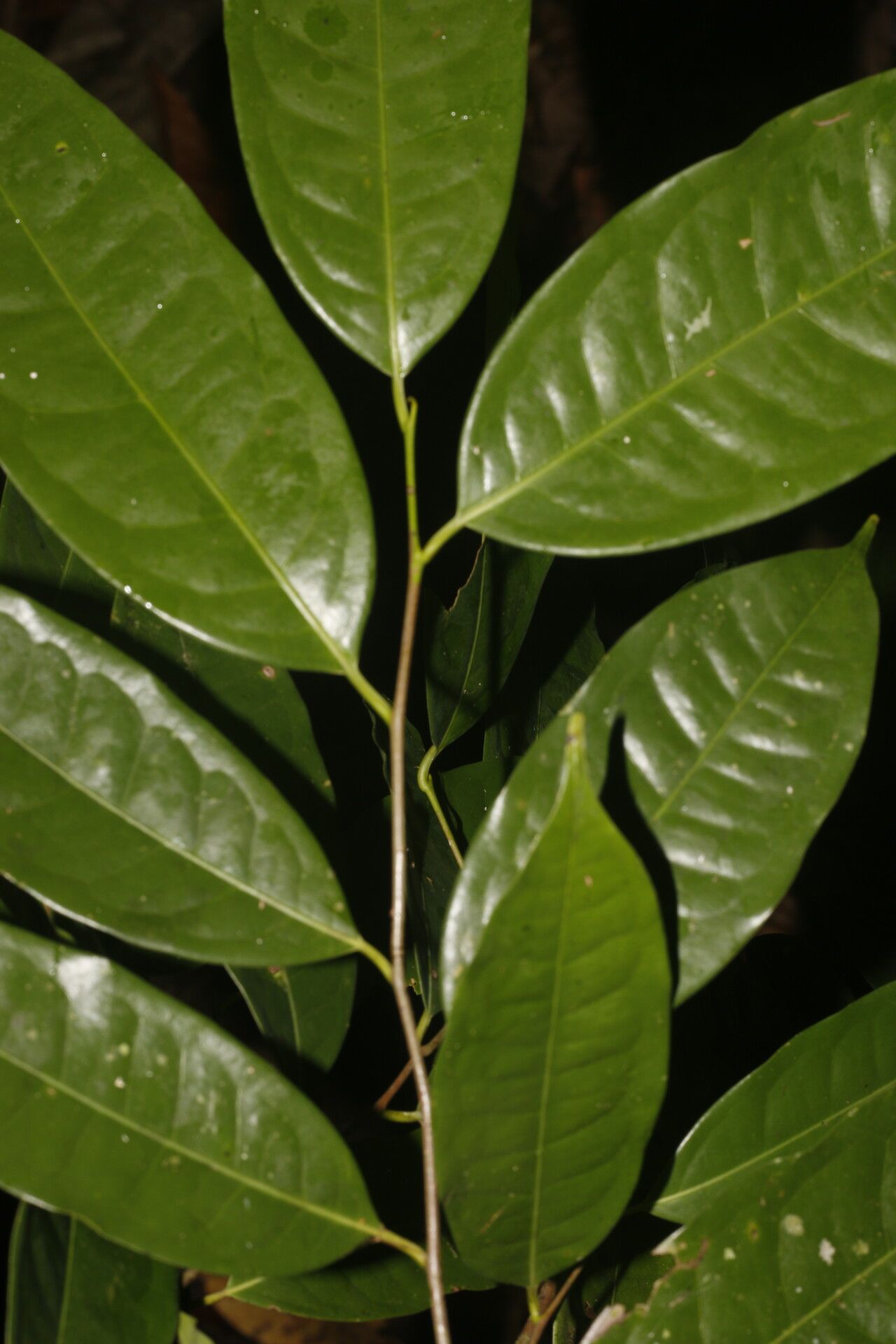 Licaria sarapiquensis — houseplant care guide