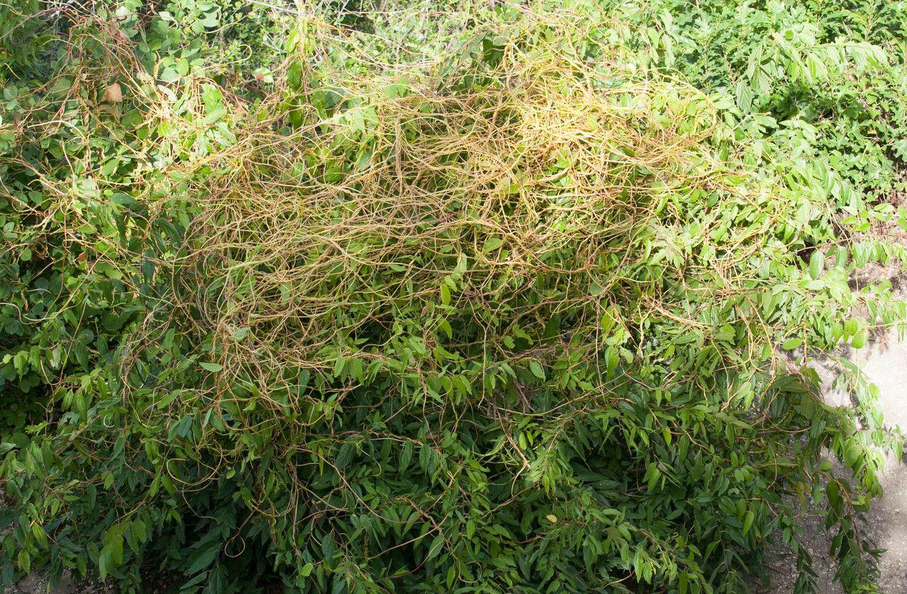 Cuscuta exaltata — search result for 'Cuscuta'