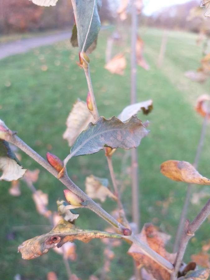 Salix × quercifolia bark