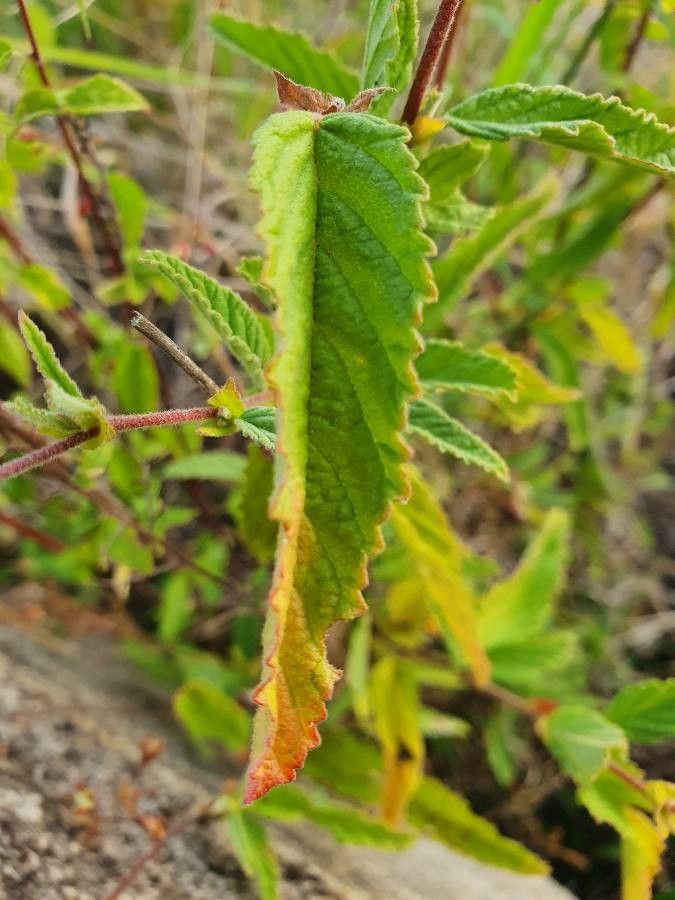 Hermannia exappendiculata leaf