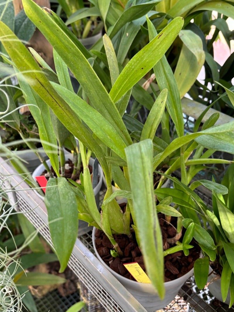 Aspasia silvana — related species from the same genus