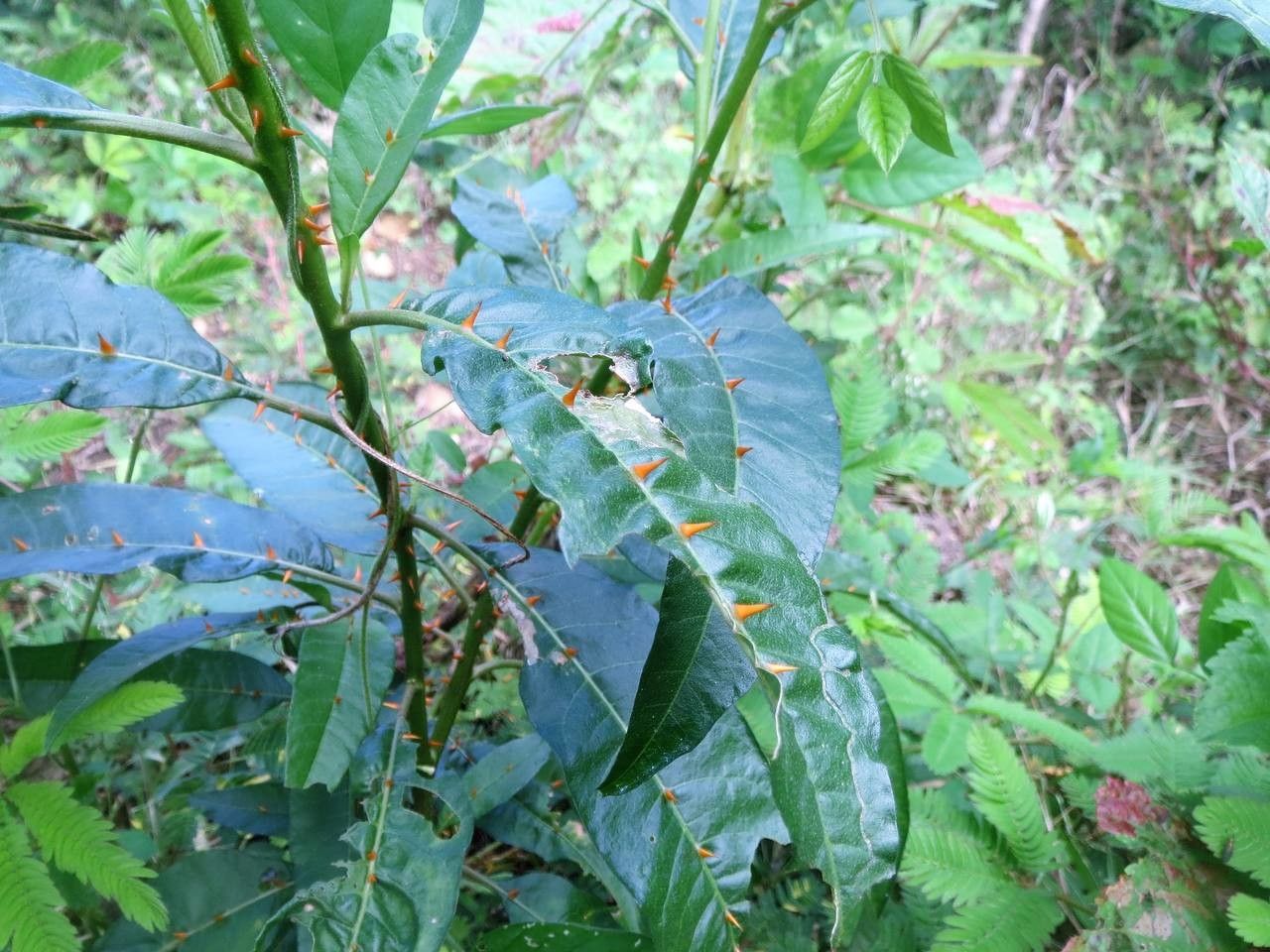 Solanum racemosum habit