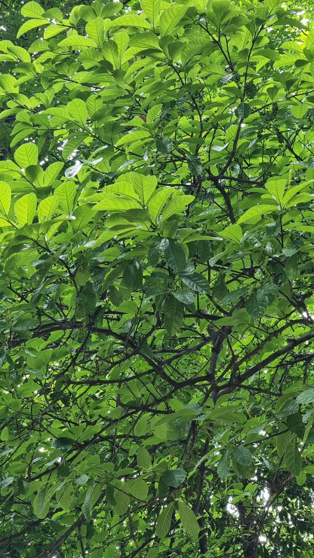 Coccoloba lucidula leaf