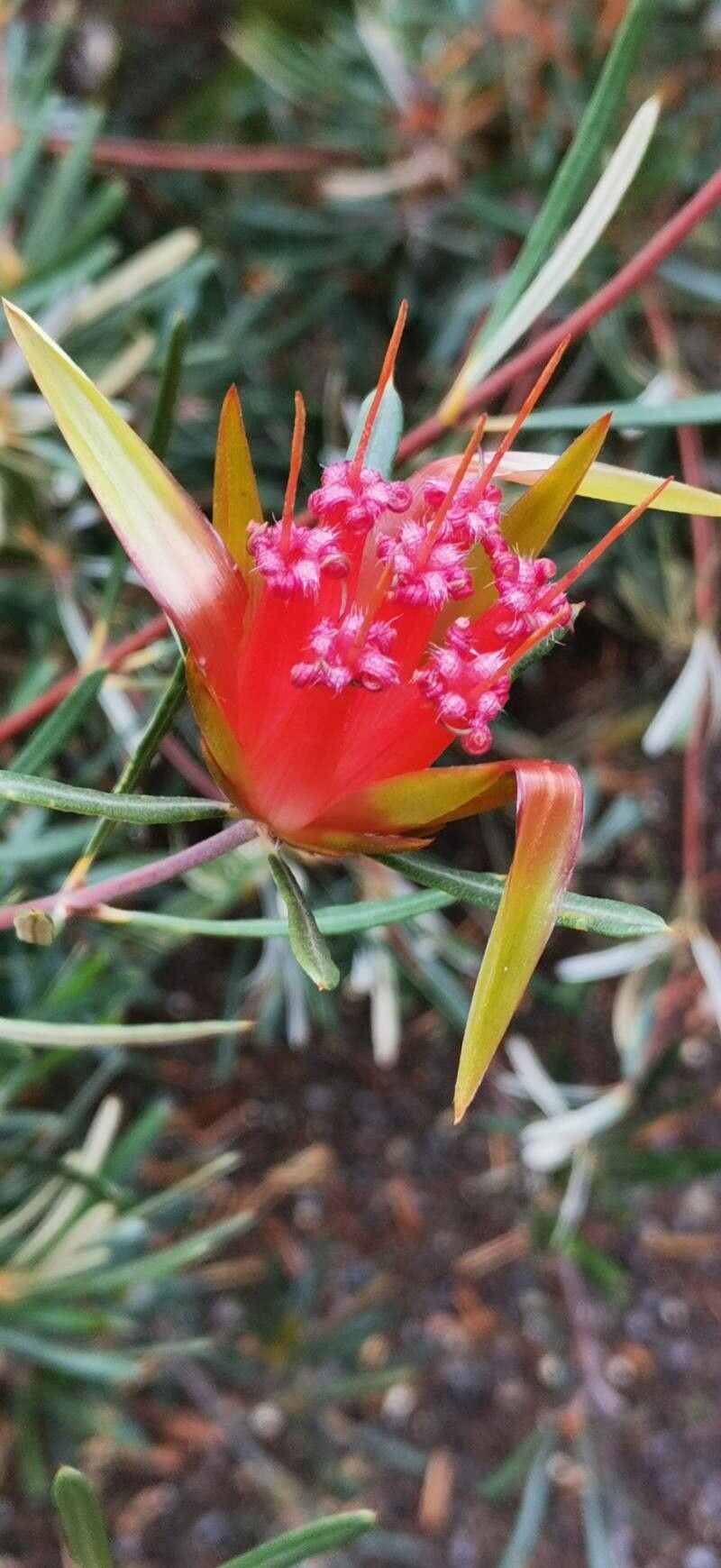 Lambertia formosa flower