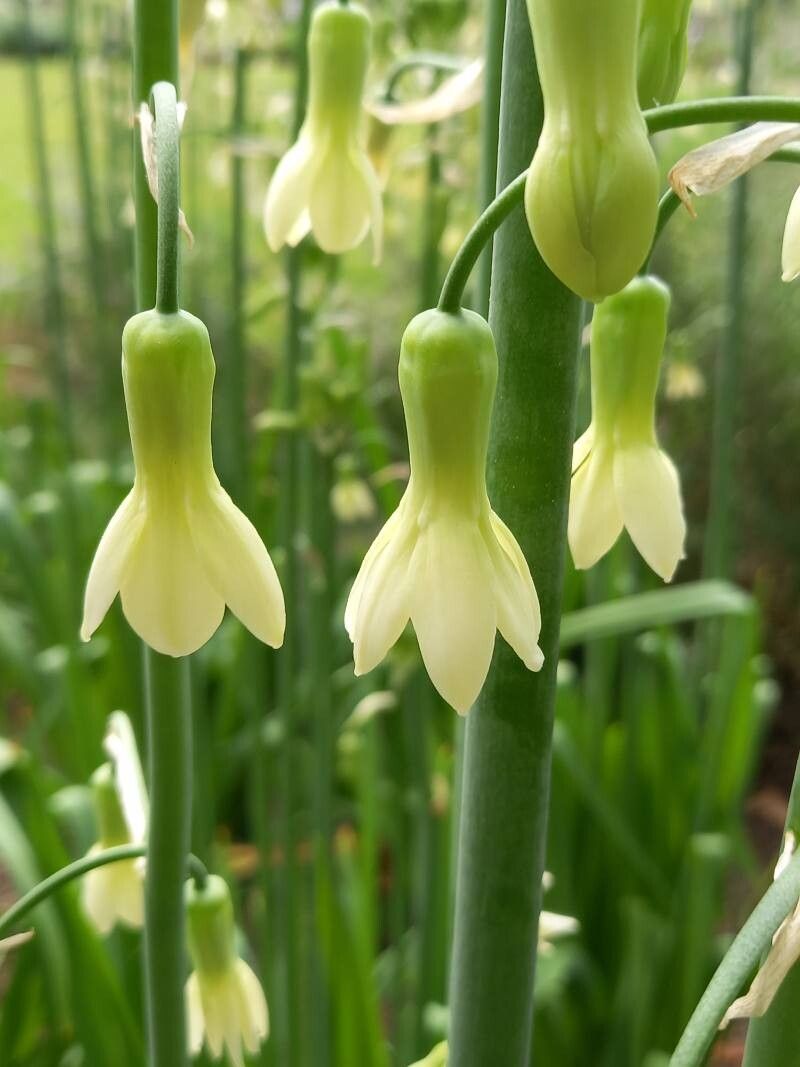 Ornithogalum princeps flower