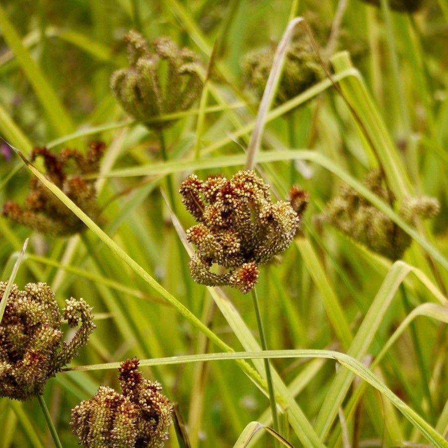 Eleusine coracana fruit