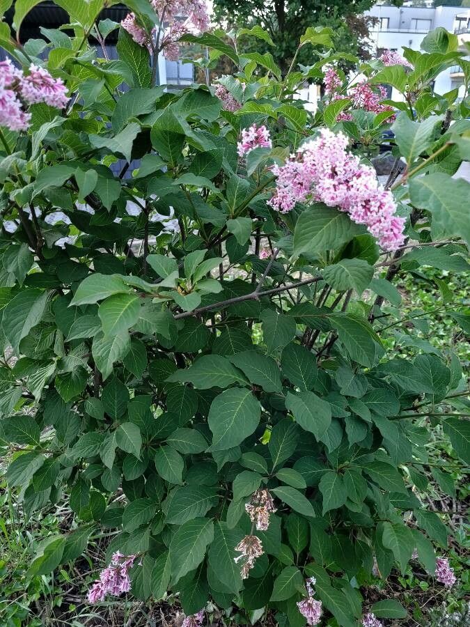 Syringa villosa leaf