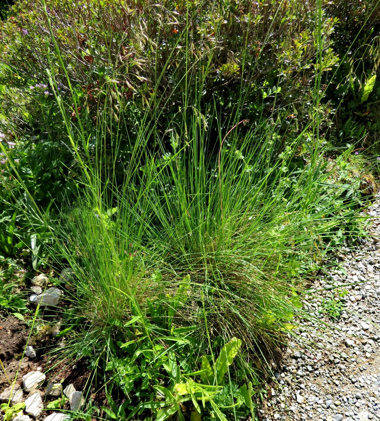 Helictotrichon parlatorei habit