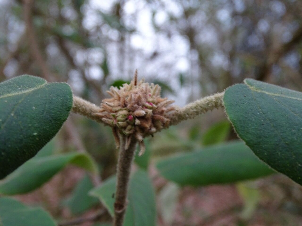 Viburnum buddleifolium flower