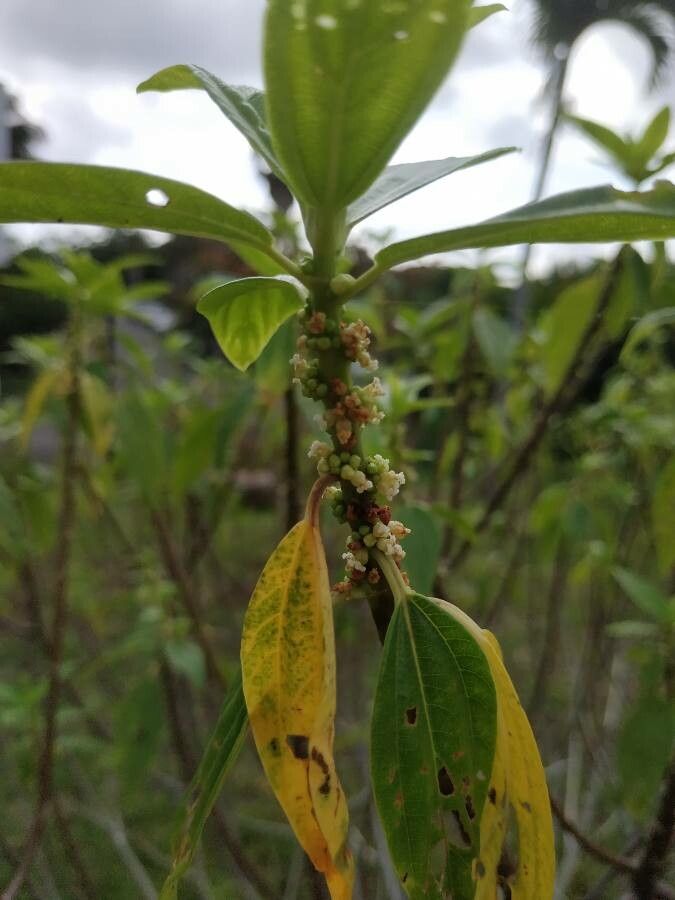 Pouzolzia laevigata flower