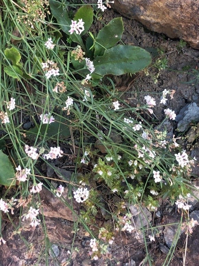 Asperula cynanchica flower