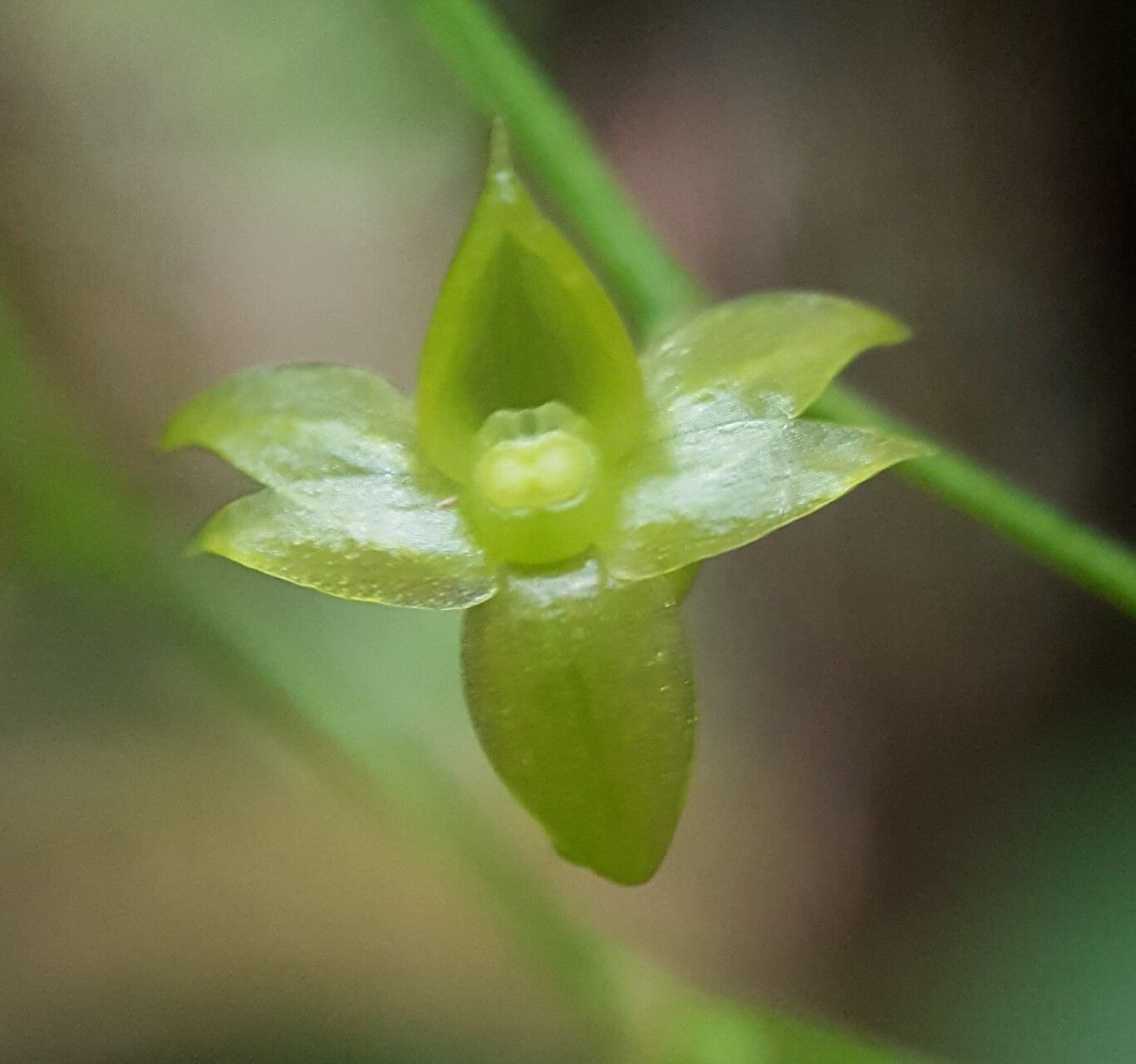 Angraecum multiflorum flower