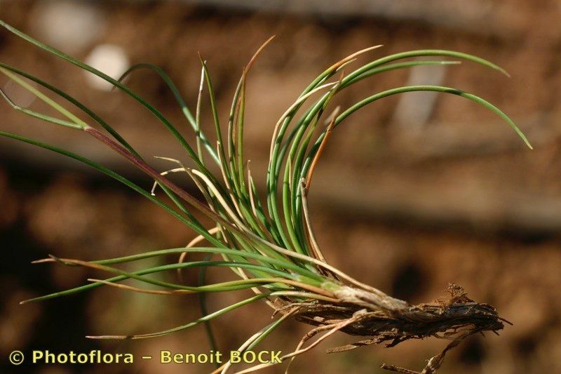 Festuca auquieri other