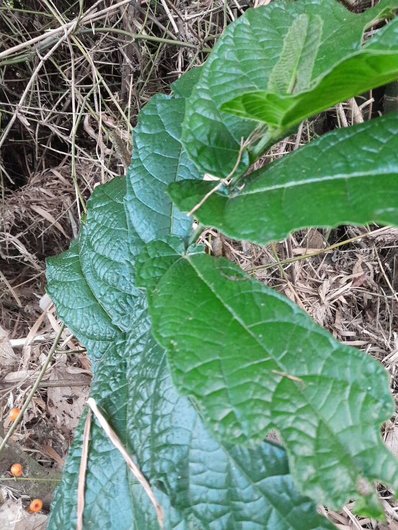 Ficus fiskei — houseplant care guide