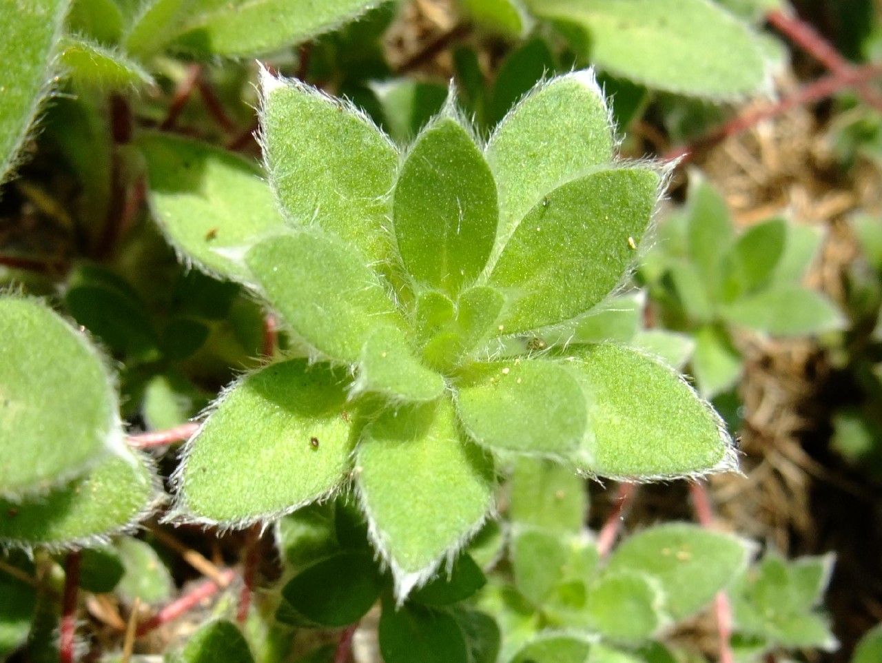 Androsace sarmentosa — houseplant care guide