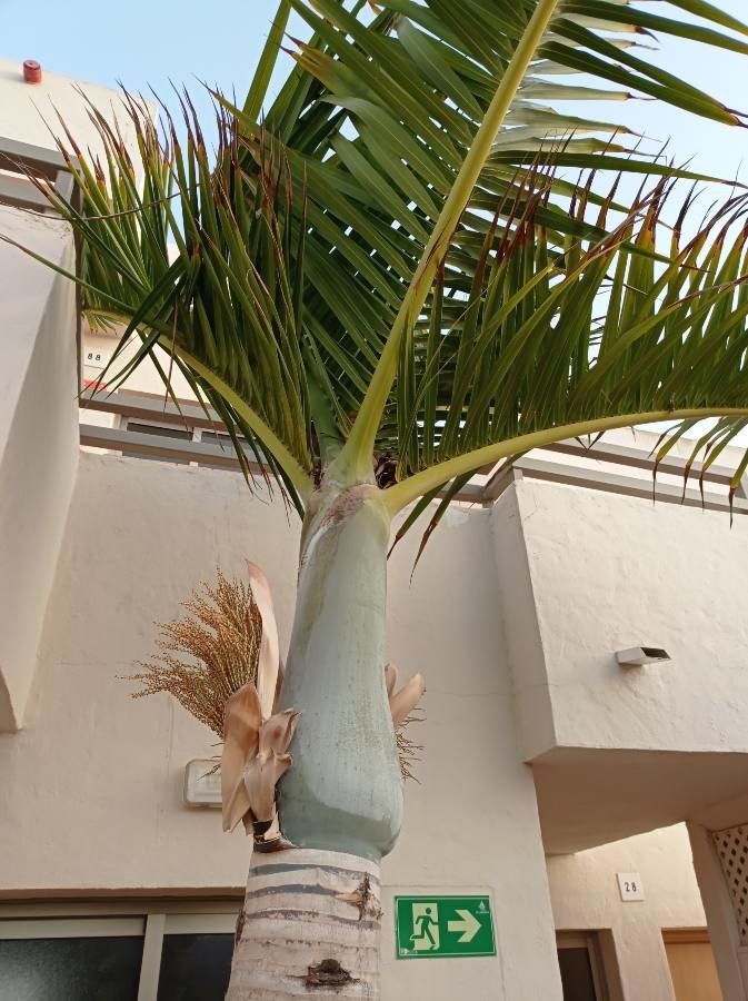 Hyophorbe verschaffeltii flower