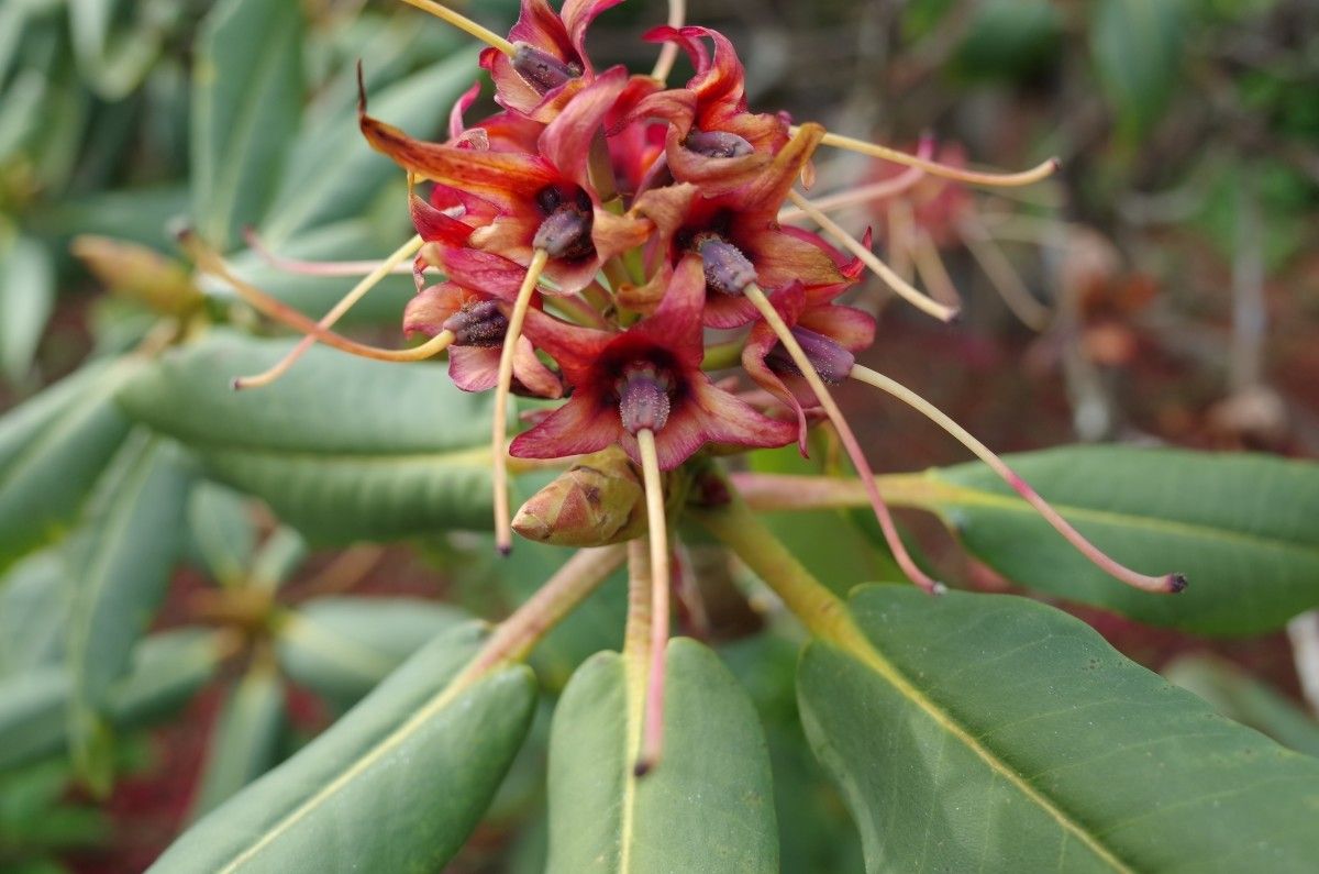 Rhododendron meddianum fruit