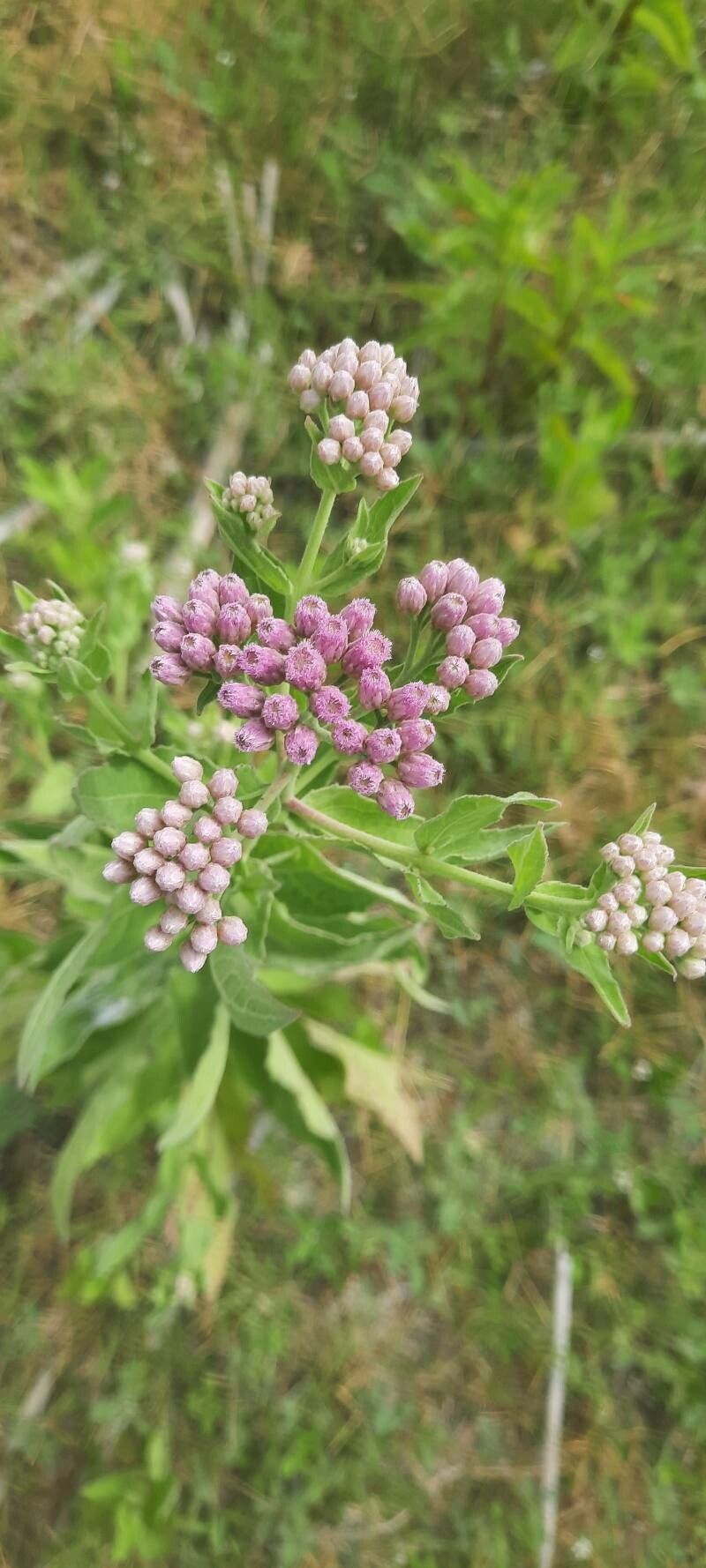 Pluchea odorata flower
