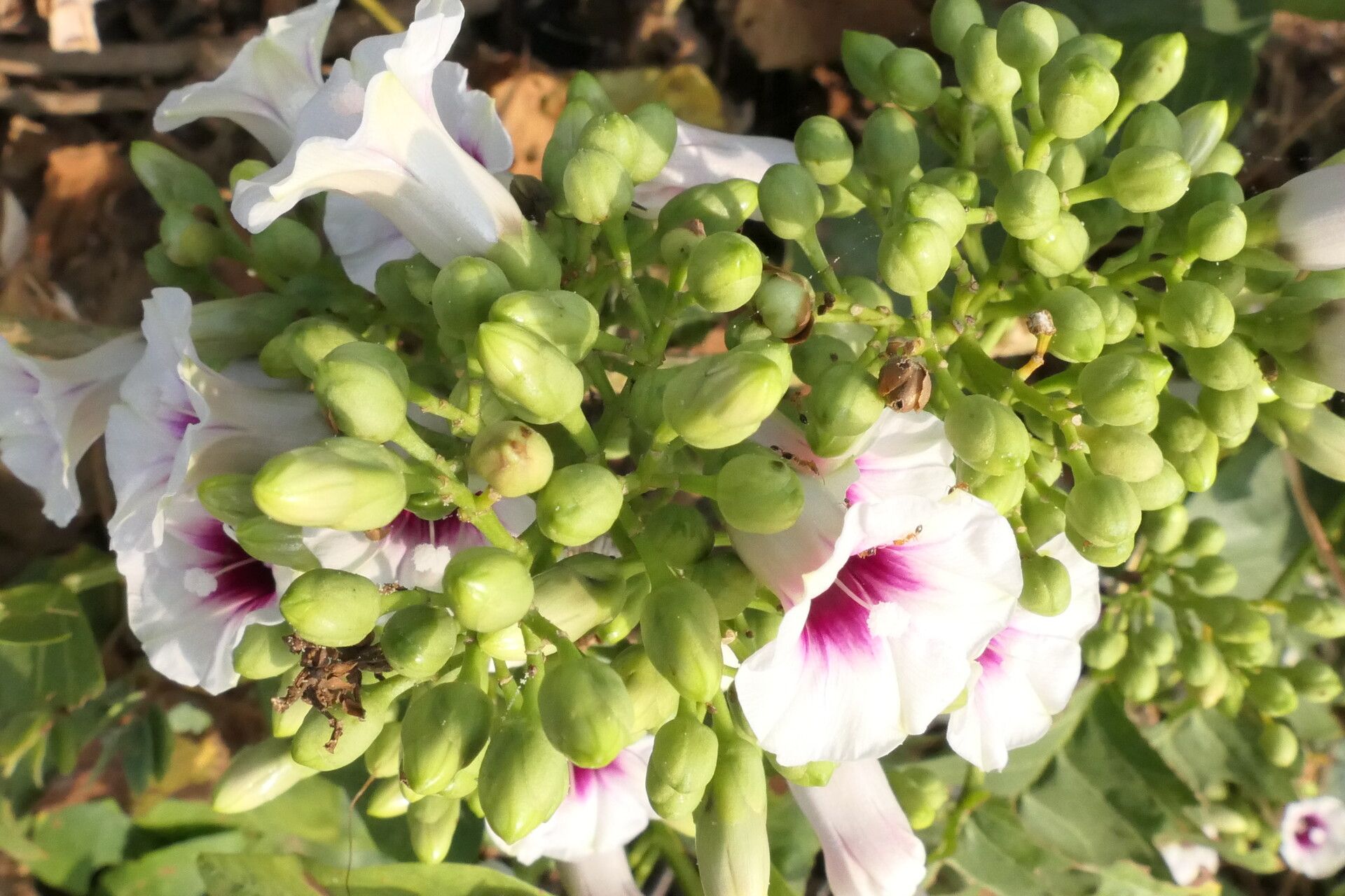 Ipomoea staphylina flower