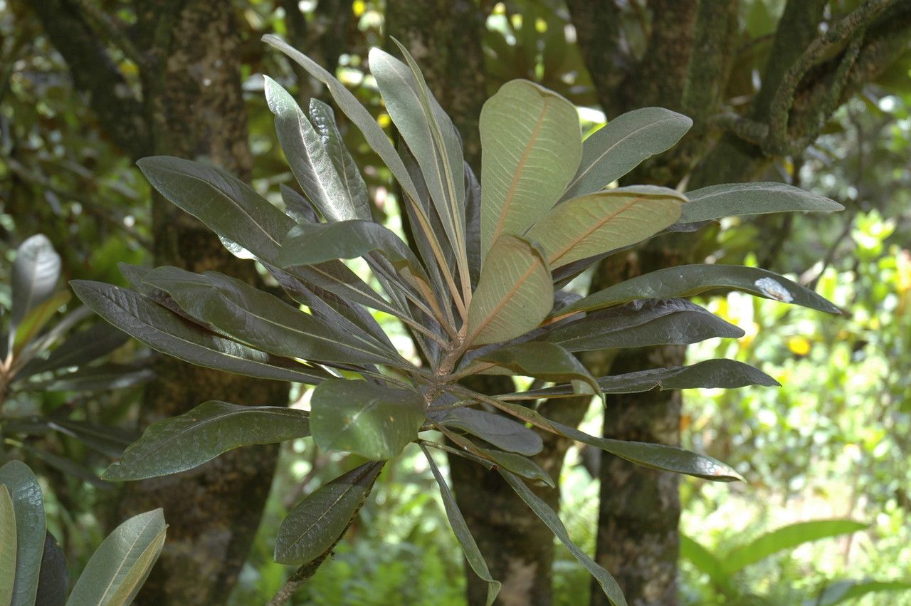Pittosporum confertiflorum leaf