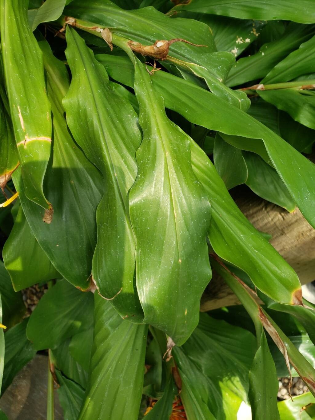 Hedychium longicornutum — search result for 'Hedychium'